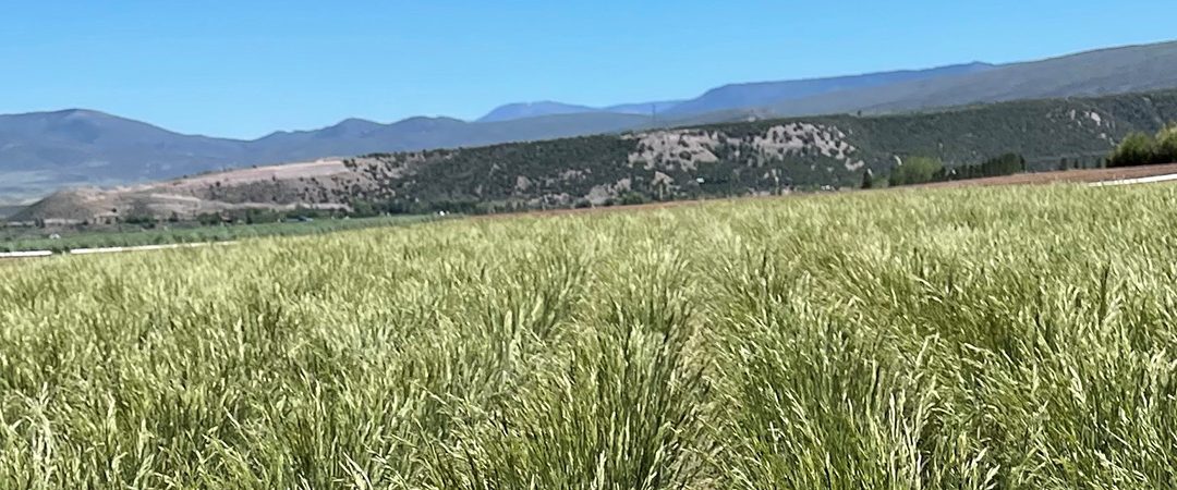 A field of grass growing in the mountain foothills