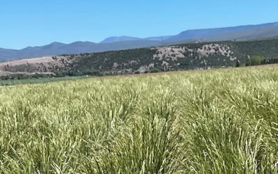 Master of Agriculture (M.Agr.) in Agricultural Sciences – Integrated Resource Management – Online