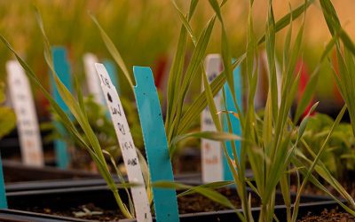 Agricultural Biology Sequential M.S. Degree Program