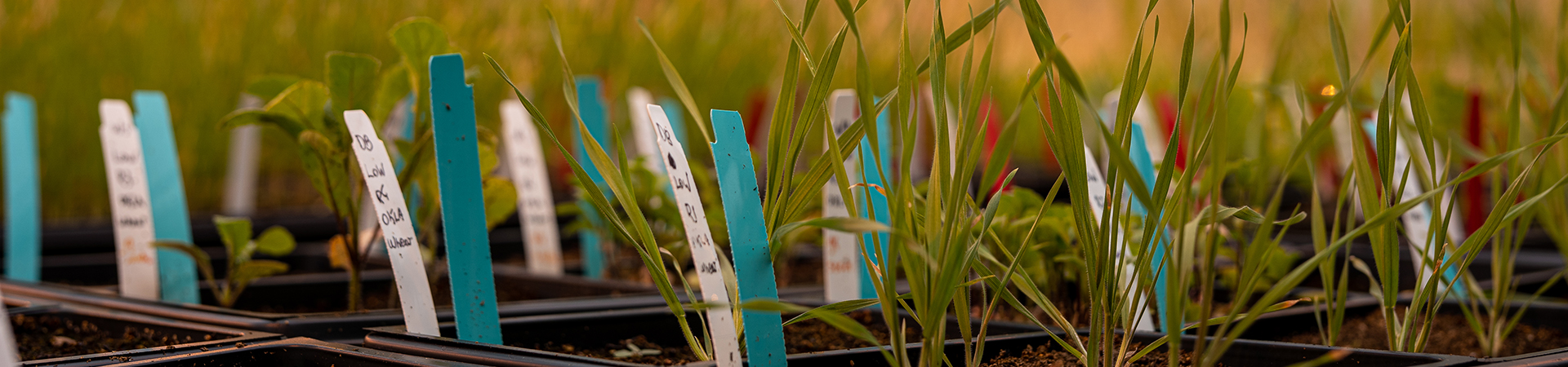 Weeds growing in test pots