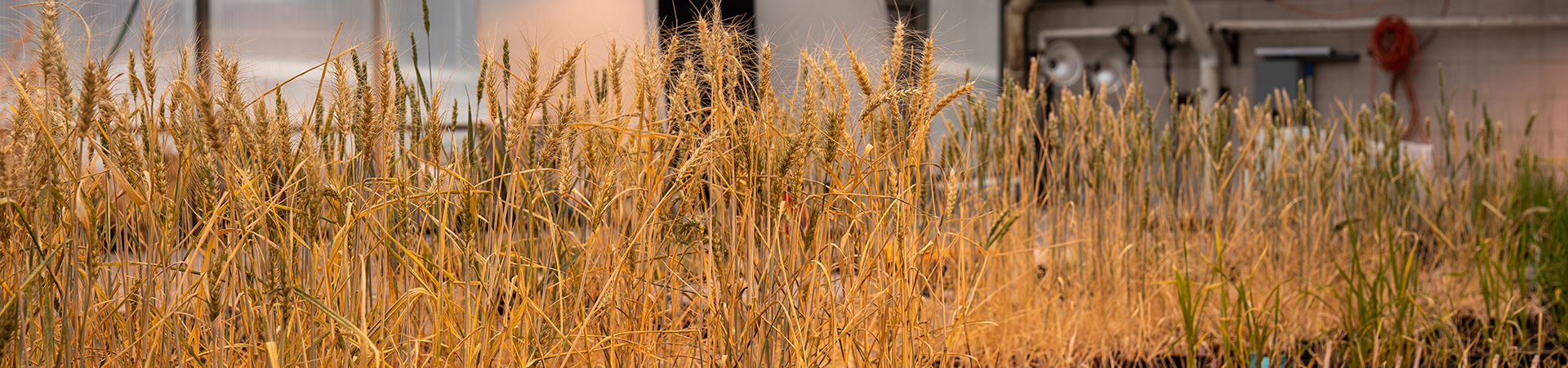 Wheat growing in a lab