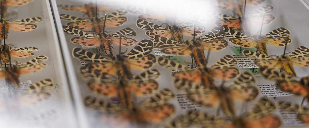 Butterflies mounted in a case