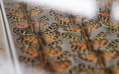 Ph.D. in Bioagricultural Sciences – Entomology Specialization