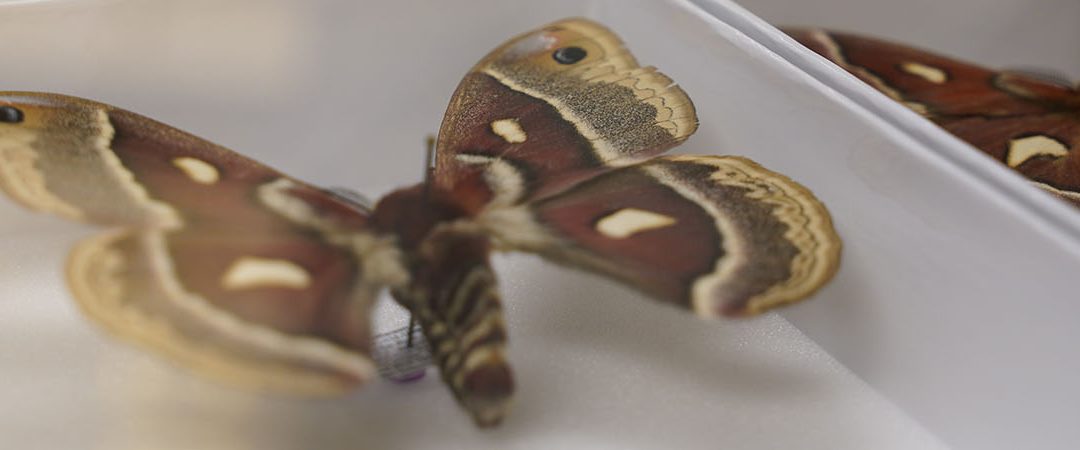 Mounted butterflies in a case
