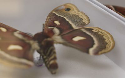 Entomology Minor