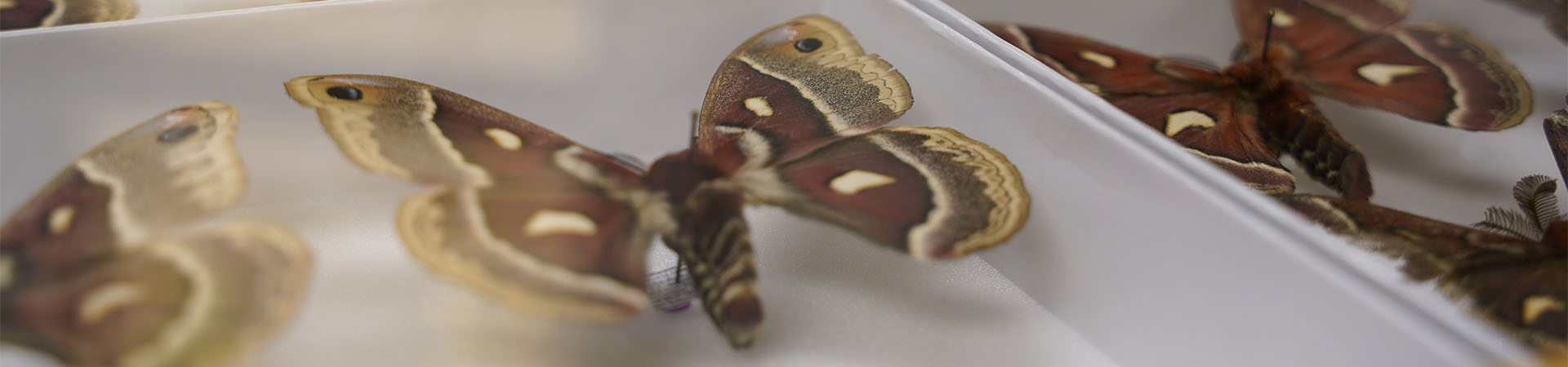 Mounted butterflies in a case