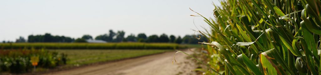 A field of corn and a dusty road