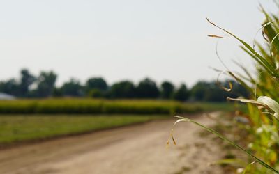 M.S. in Bioagricultural Sciences – Plan B, Pest Management Specialization