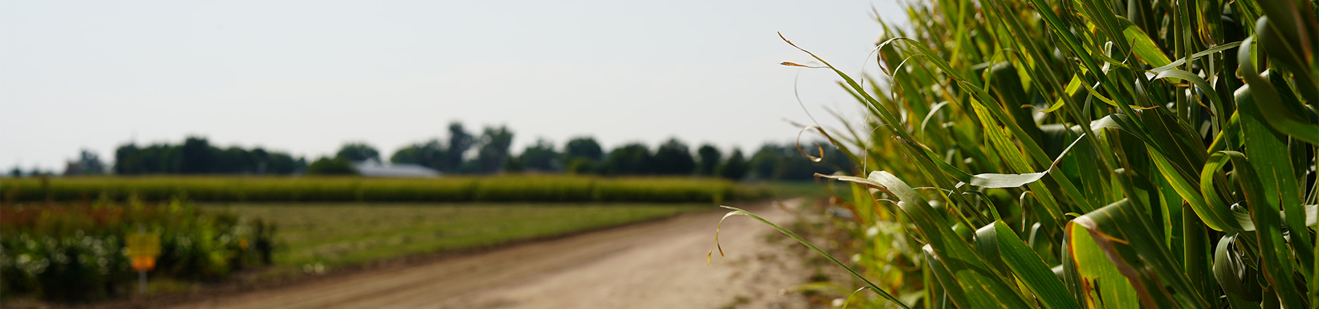 A field of corn and a dusty road