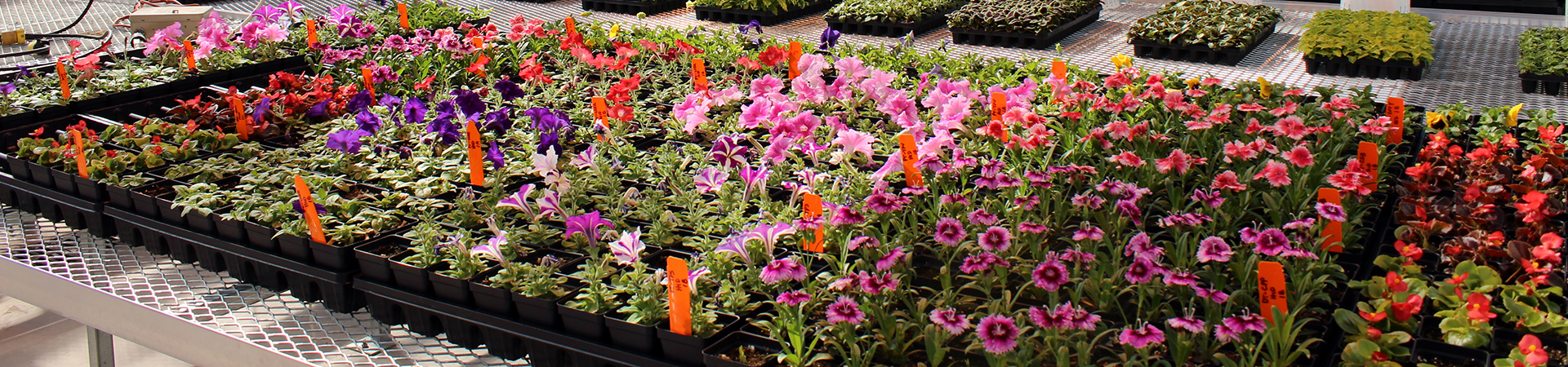 Flowers arranged in plastic trays