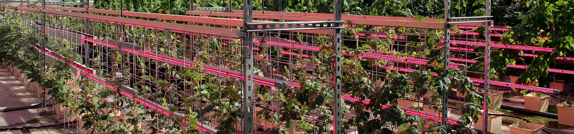 Trellises of plants within a greenhouse