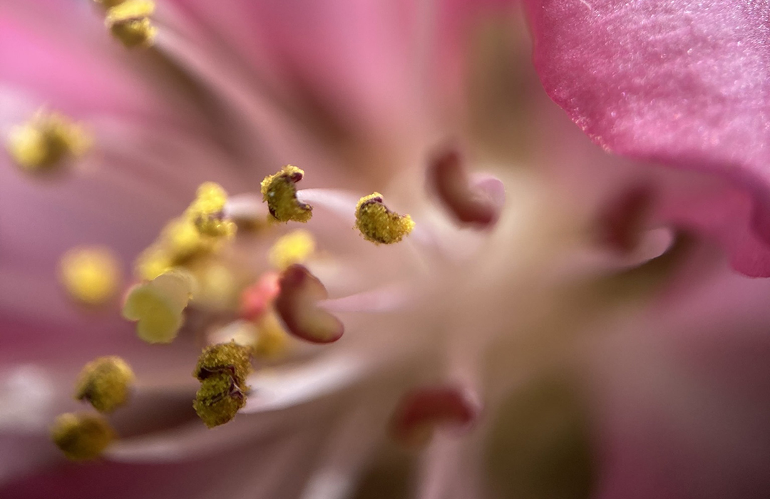 Peach flower