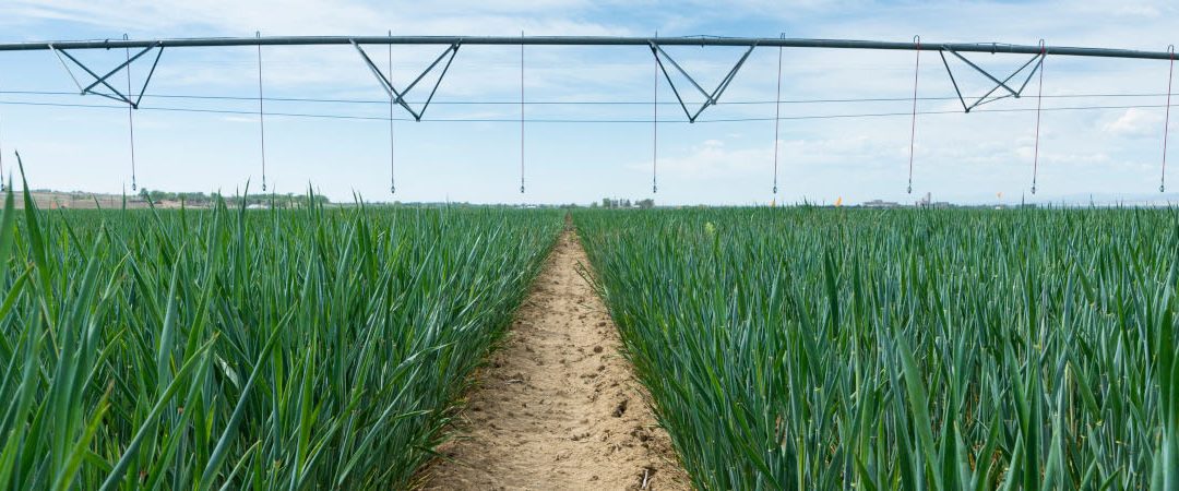 A pivot sprinkler over a field of grass