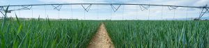 A pivot sprinkler over a field of grass