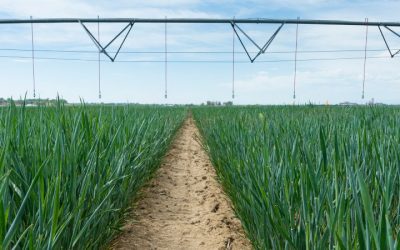 M.S. in Agricultural and Resource Economics