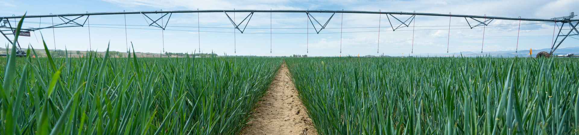 A pivot sprinkler over a field of grass