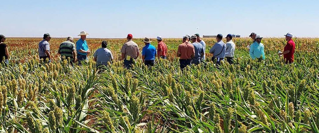 A group of students stands in a wheat field for a lecture