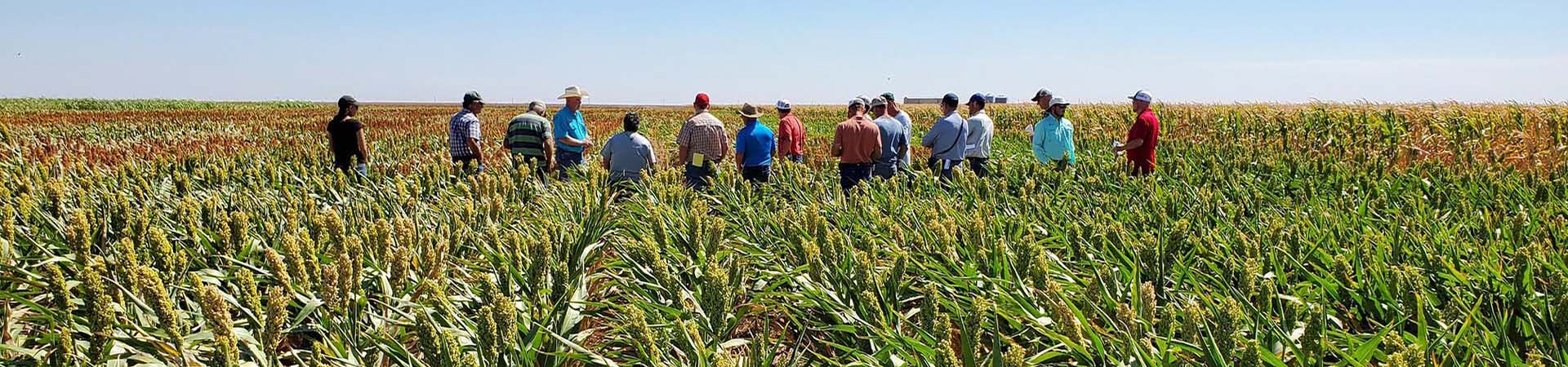 A group of students stands in a wheat field for a lecture