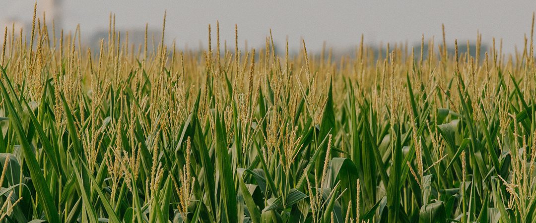 A field of wheat