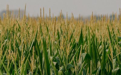 Agricultural Business Minor – On Campus or Online