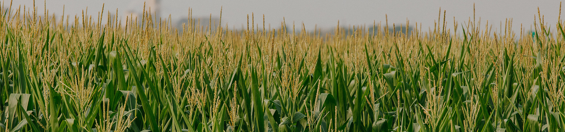 A field of wheat