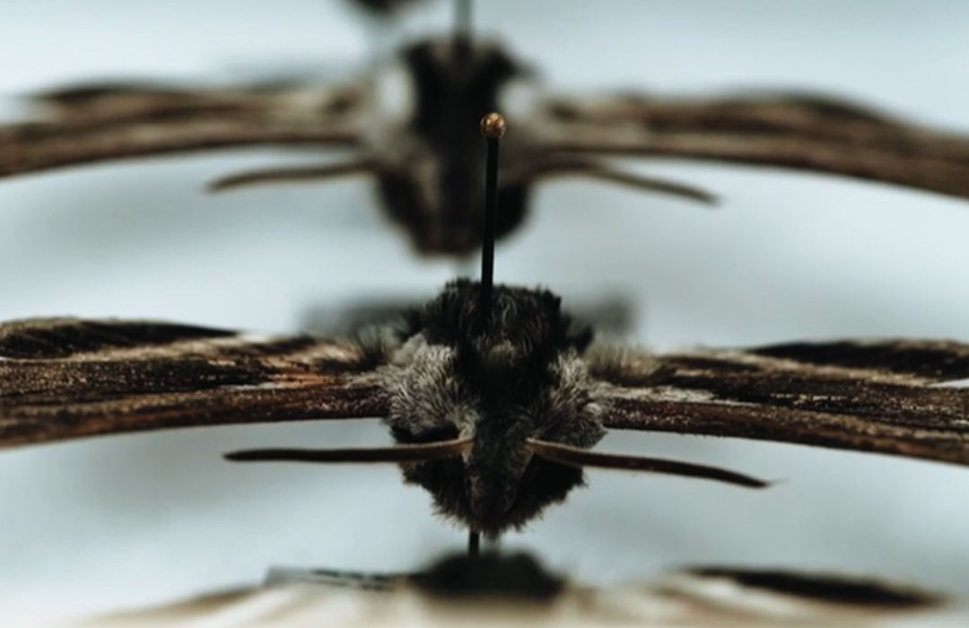 a pinned specimen of the Montana Moth